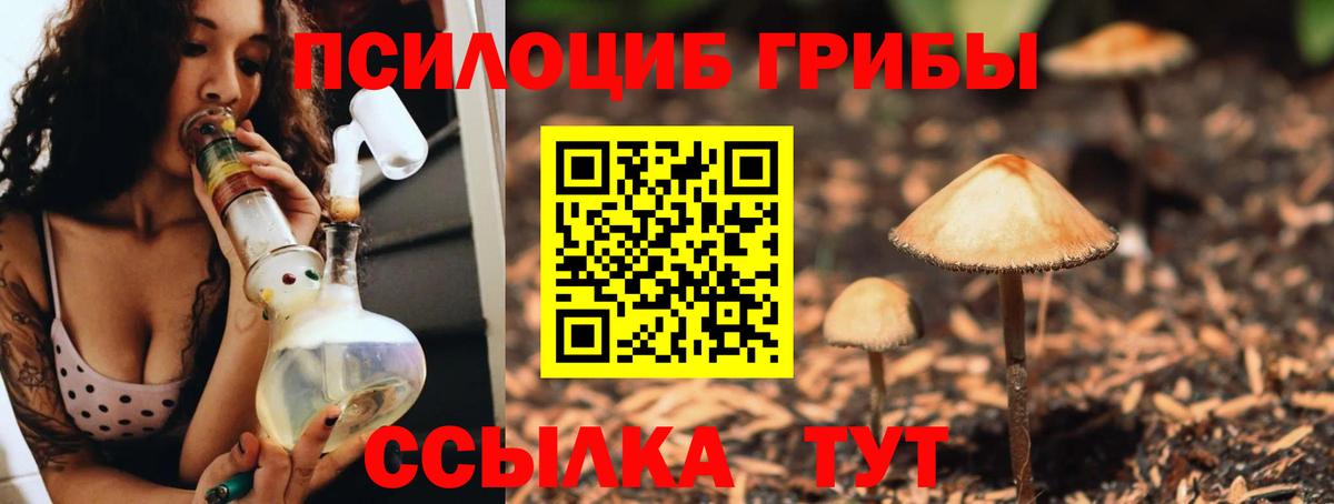Псилоцибиновые грибы Psilocybine cubensis Армавир